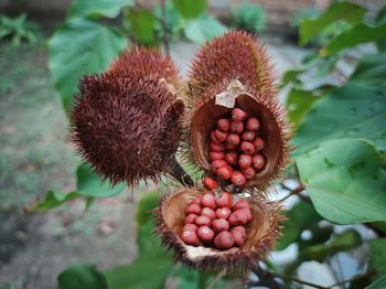 Fruto do urucuzeiro