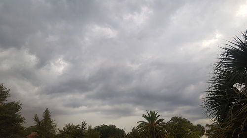 Low angle view of trees against sky