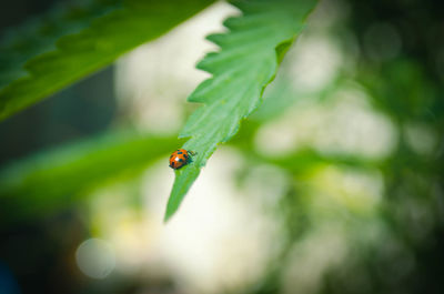 Close-up of ladybug on leaf