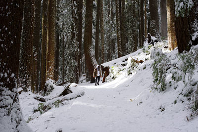 The initial ascent of rampart ridge trail - a snow covered landscape at mount rainier.