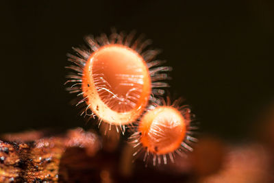 Close-up of fireworks in sea