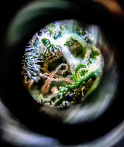 Close-up of green plant seen through hole