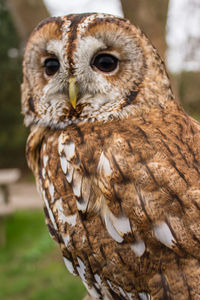 Close-up portrait of owl