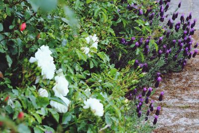 Purple flowers blooming on field