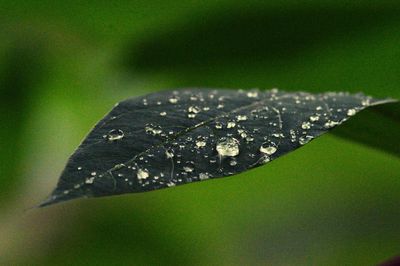 Close-up of raindrops on leaf