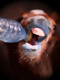 Close-up of horse drinking water form bottle