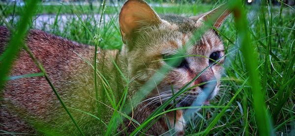 Close-up of a cat on grass