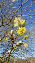 Low angle view of yellow flowers on tree