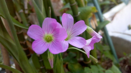 Close-up of purple flowers blooming outdoors