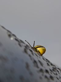 Close-up of insect on wall