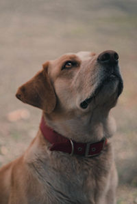 Close-up of dog looking up on field