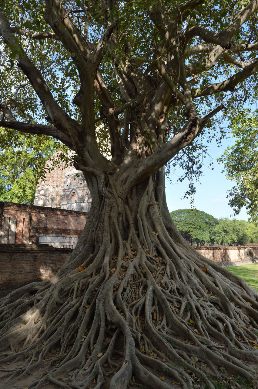 LOW ANGLE VIEW OF TREE TRUNK ON FIELD