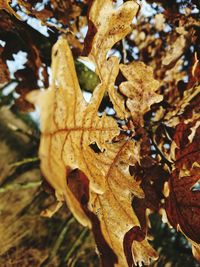 Close-up of dry maple leaves on tree