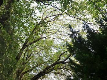 Low angle view of trees in forest