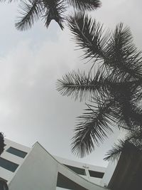 Low angle view of palm tree