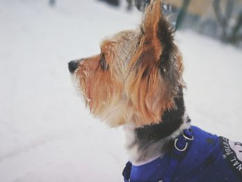 Close-up of dog during winter