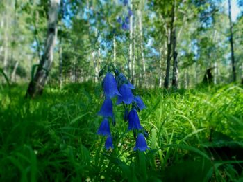 Purple flowers growing in field