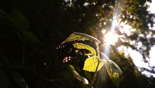 Close-up of butterfly pollinating flower