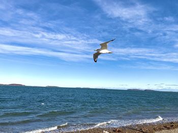 Seagull flying over sea against sky