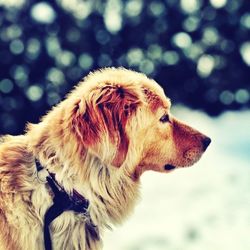 Close-up of dog