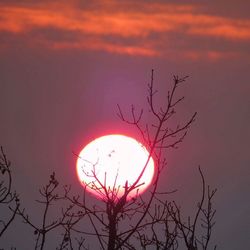 Low angle view of bare trees against sky