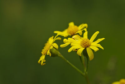 Close-up of yellow flowering plant