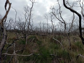 Bare trees on field against sky