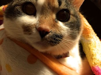 Close-up portrait of cat