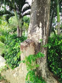 Tree trunk amidst plants