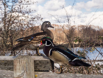 Ducks perching on wooden railing against dead plants