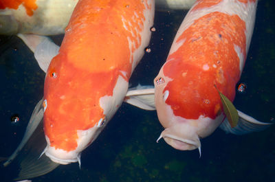 Close-up of orange fish swimming in water