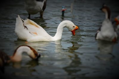 Swans swimming in lake