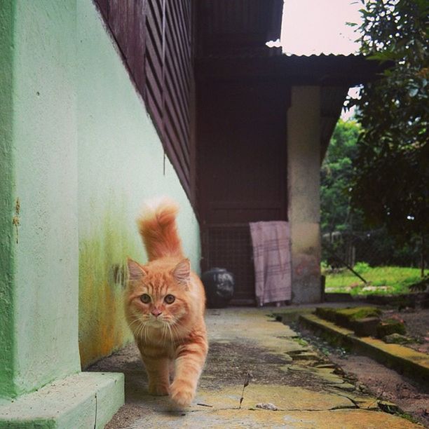 animal themes, pets, domestic animals, one animal, mammal, domestic cat, cat, feline, built structure, architecture, building exterior, portrait, looking at camera, whisker, sitting, relaxation, house, no people, outdoors, day