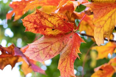 Close-up of maple leaves on plant