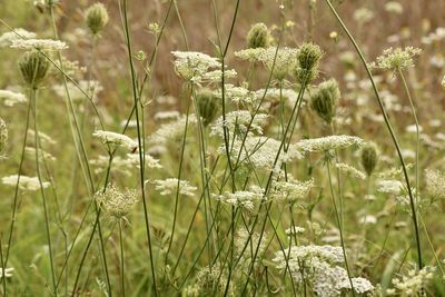 Close-up of flowering plants on field