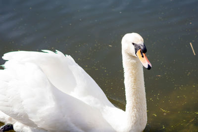 Close-up of swan swimming in lake