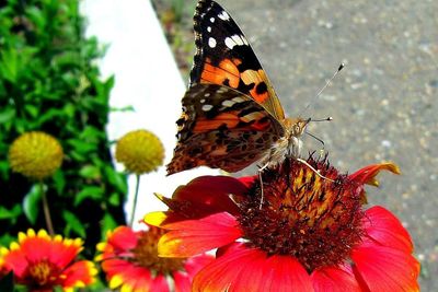 Close-up of butterfly pollinating on flower