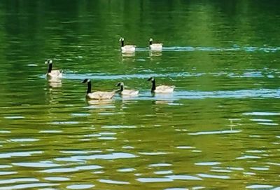 Bird swimming in lake