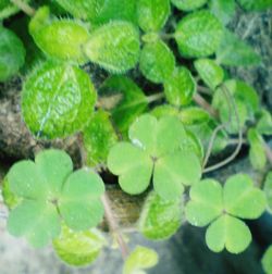 High angle view of fresh green plant