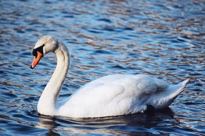 Swan swimming in lake