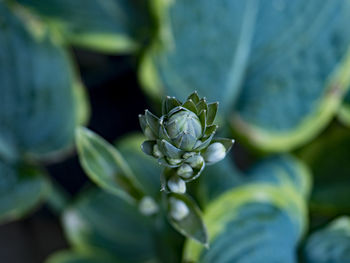 Close-up of flowering plant