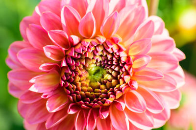 Close-up of pink dahlia