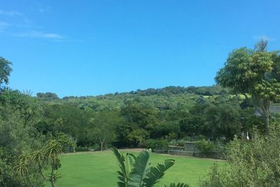 Scenic view of trees against clear blue sky