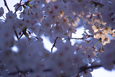Low angle view of cherry blossoms on tree