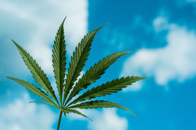 Cannabis leaf against the sky. marijuana leaf against a blue sky with clouds