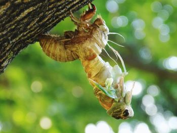 Close-up of cicada molting from shell on tree trunk