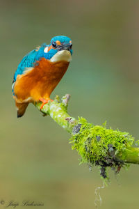 Close-up of bird perching on plant