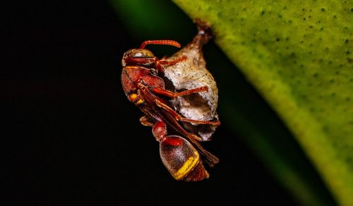 Close-up of insect