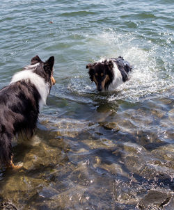 Dog jumping in water