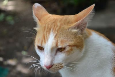 Close-up of cat looking away